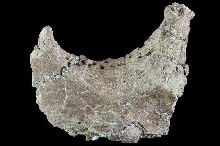 Agujaceratops Postorbital Bone - Aguja Formation, Texas #88740